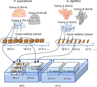Assessment of chemical compositions in coral skeletons (Acropora digitifera and Porites australiensis) as temperature proxies